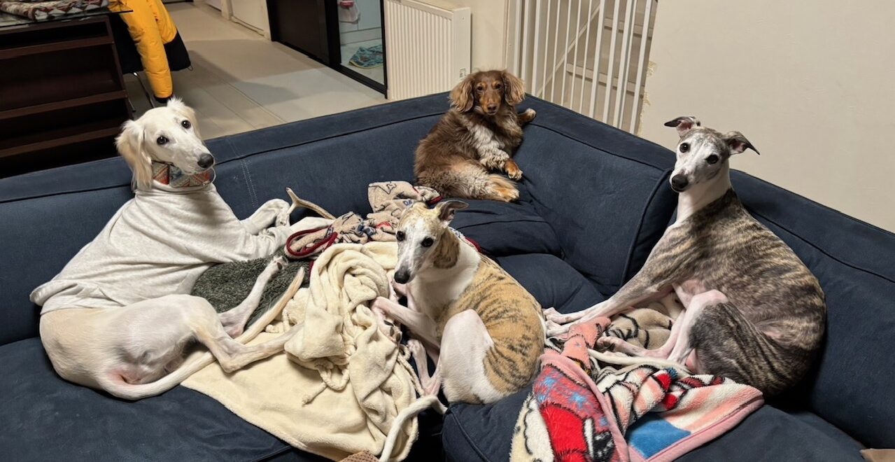 エージェント行政書士オフィス